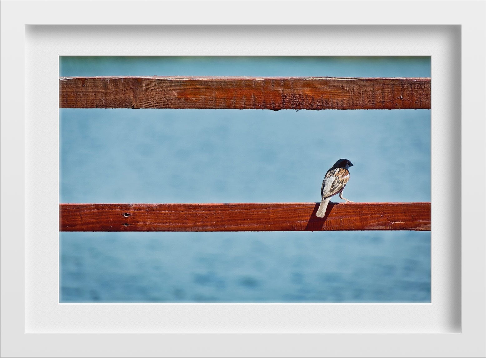 Little Bird Painting - Meri Deewar 3 : 2 Horizontal Premium Wall Art Canvas by MeriDeewar