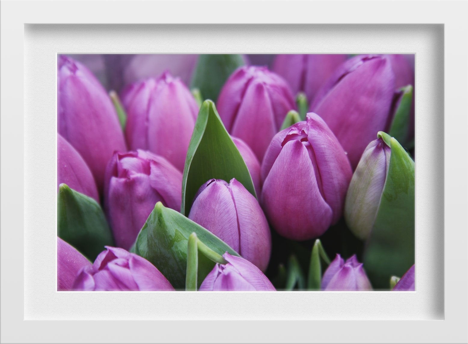 Love for Magenta Painting - Meri Deewar 3 : 2 Horizontal Premium Wall Art Canvas by MeriDeewar