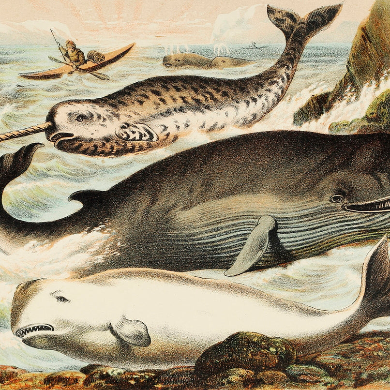Narwhal, White whale, and Rorqual - painting 3 : 2 Horizontal Premium Wall Art Canvas by MeriDeewar