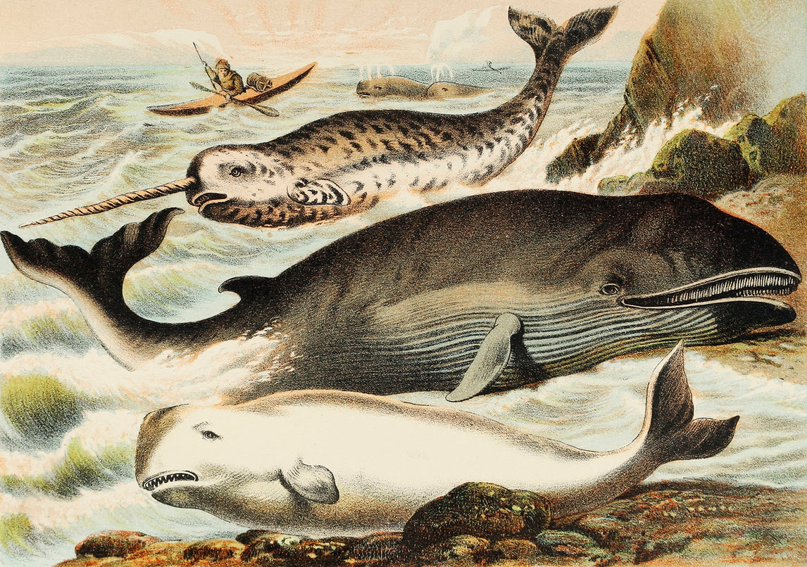 Narwhal, White whale, and Rorqual - painting 3 : 2 Horizontal Premium Wall Art Canvas by MeriDeewar