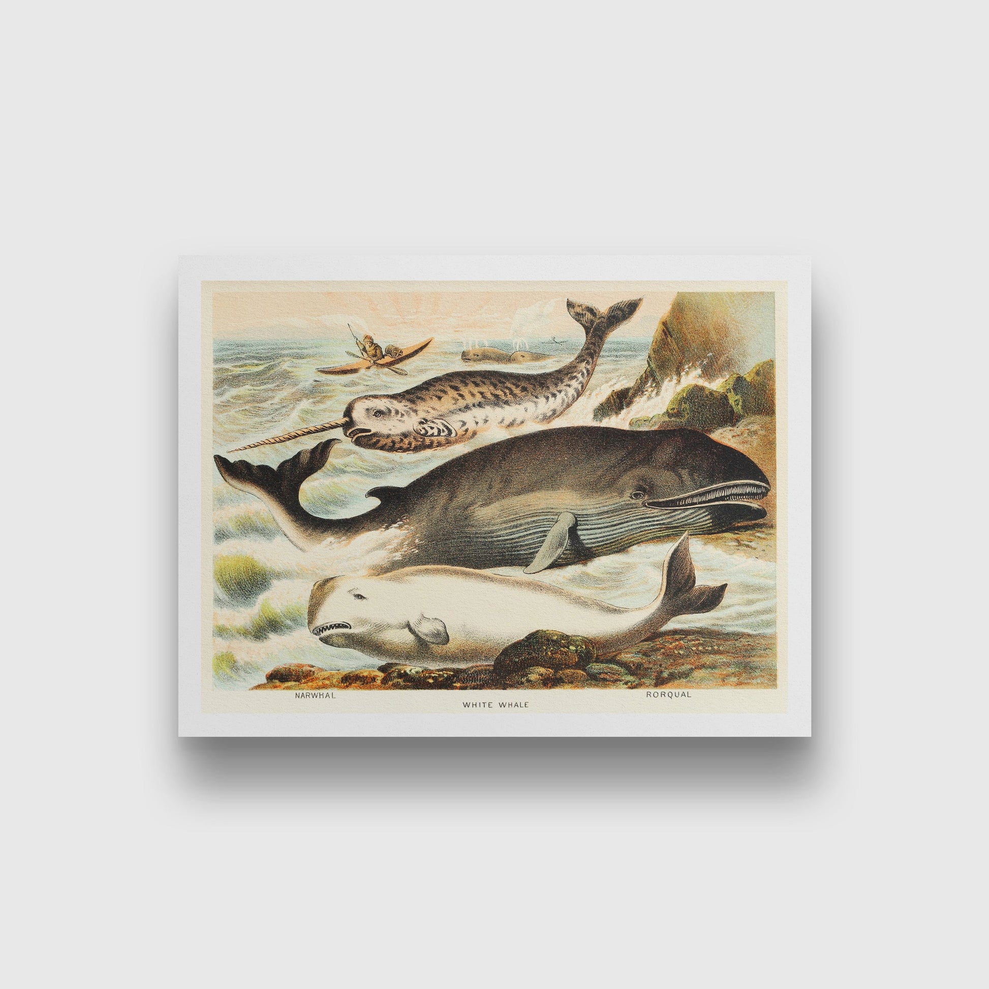 Narwhal, White whale, and Rorqual - painting 3 : 2 Horizontal Premium Wall Art Canvas by MeriDeewar
