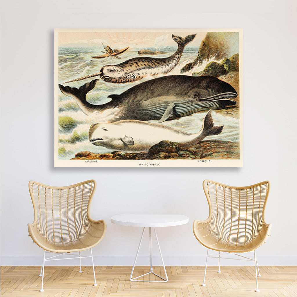 Narwhal, White whale, and Rorqual - painting 3 : 2 Horizontal Premium Wall Art Canvas by MeriDeewar