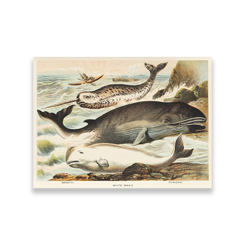 Narwhal, White whale, and Rorqual - painting 3 : 2 Horizontal Premium Wall Art Canvas by MeriDeewar