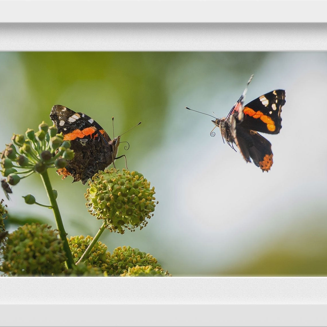 Pair of Butterflies Painting - Meri Deewar 3 : 2 Horizontal Premium Wall Art Canvas by MeriDeewar