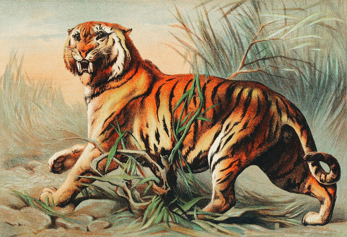 Royal bengal tiger painting 3 : 2 Horizontal Premium Wall Art Canvas by MeriDeewar