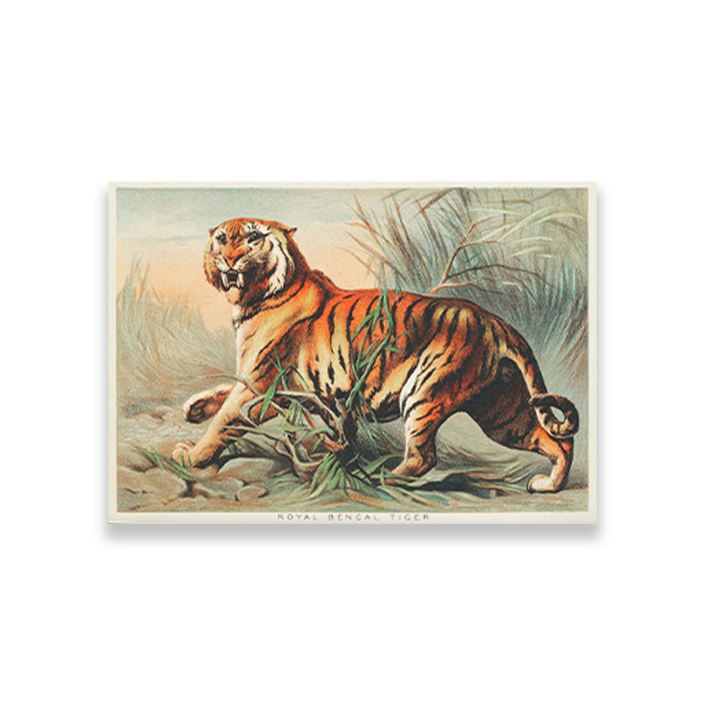Royal bengal tiger painting 3 : 2 Horizontal Premium Wall Art Canvas by MeriDeewar