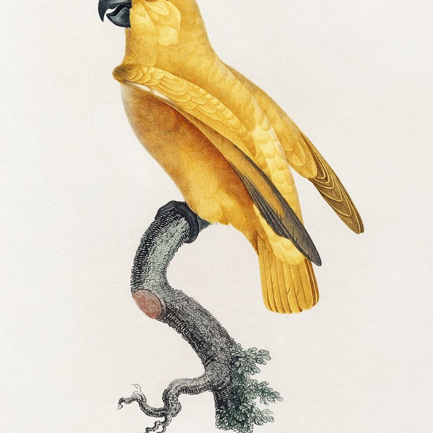 Senegal Parrot from Natural History of Parrots Painting - Meri Deewar 2 : 3 Vertical Premium Wall Art Canvas by MeriDeewar