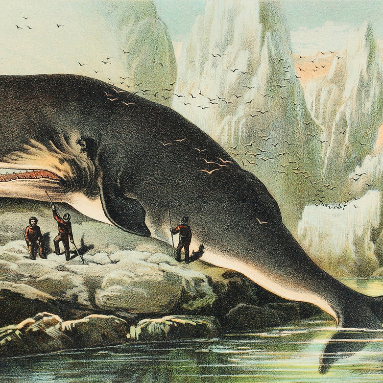 Sperm whale 3 : 2 Horizontal Premium Wall Art Canvas by MeriDeewar