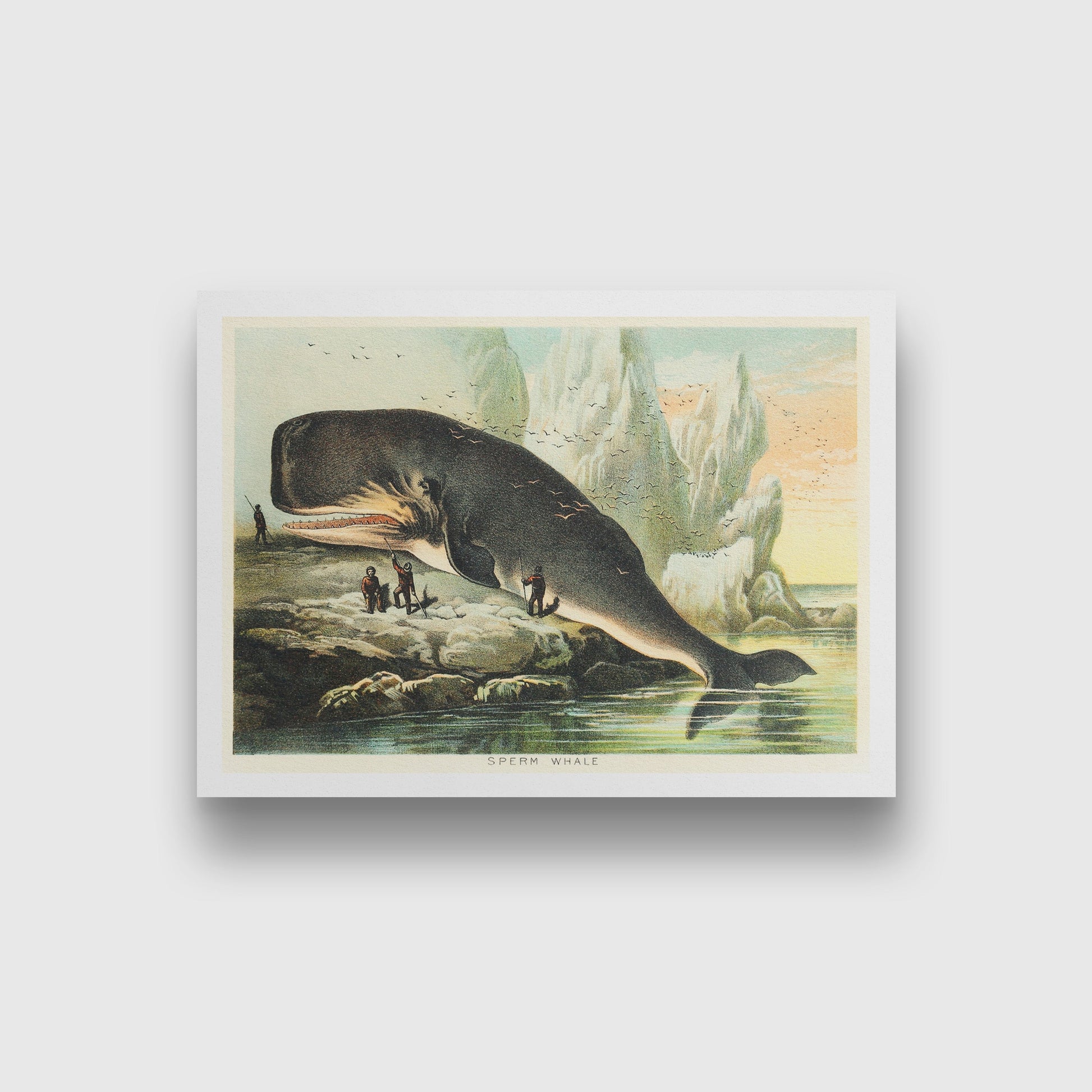 Sperm whale 3 : 2 Horizontal Premium Wall Art Canvas by MeriDeewar