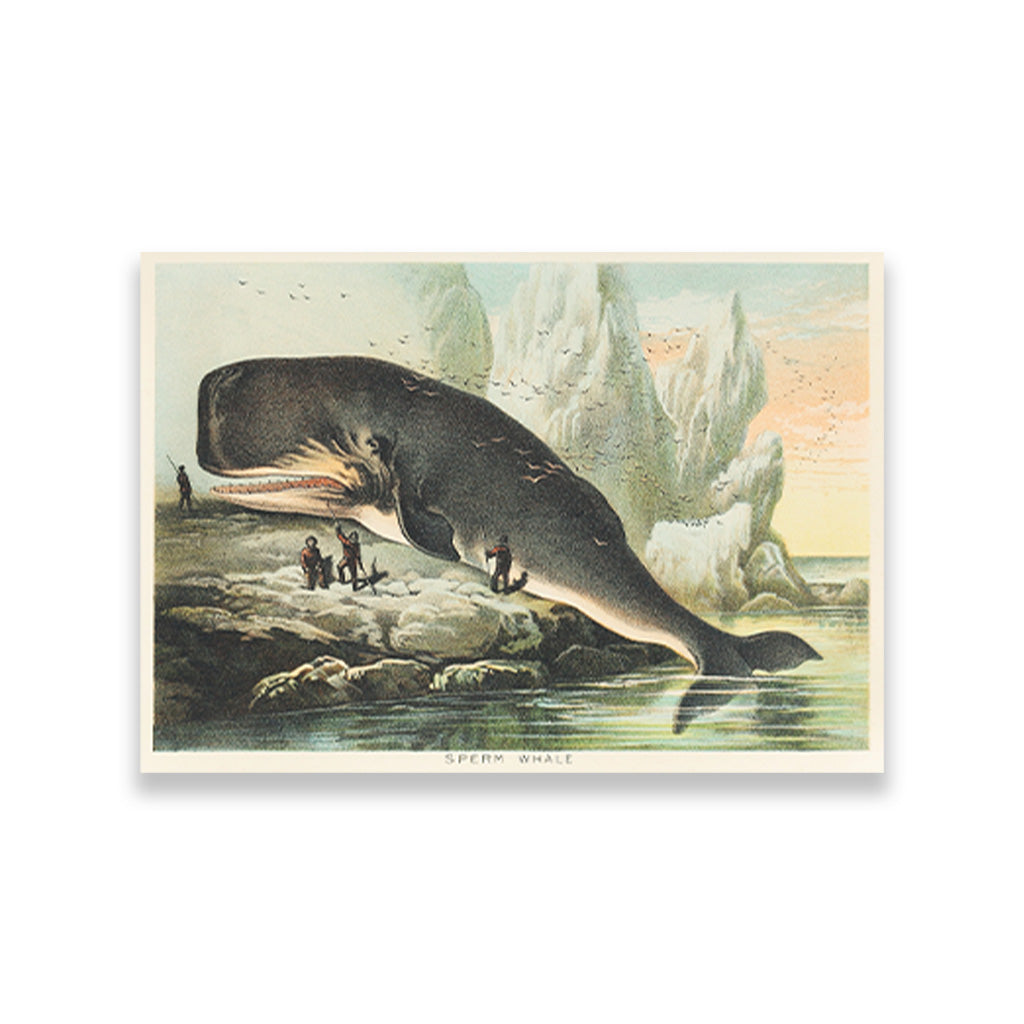 Sperm whale 3 : 2 Horizontal Premium Wall Art Canvas by MeriDeewar