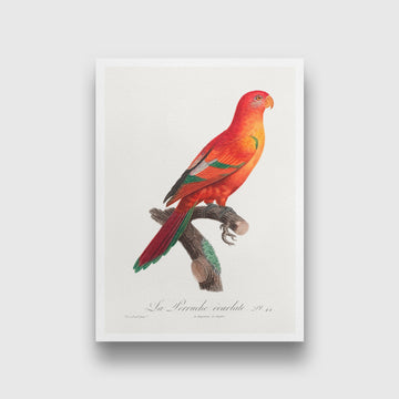 The Crimson Shining Parrot Painting - Meri Deewar 2 : 3 Vertical Premium Wall Art Canvas by MeriDeewar