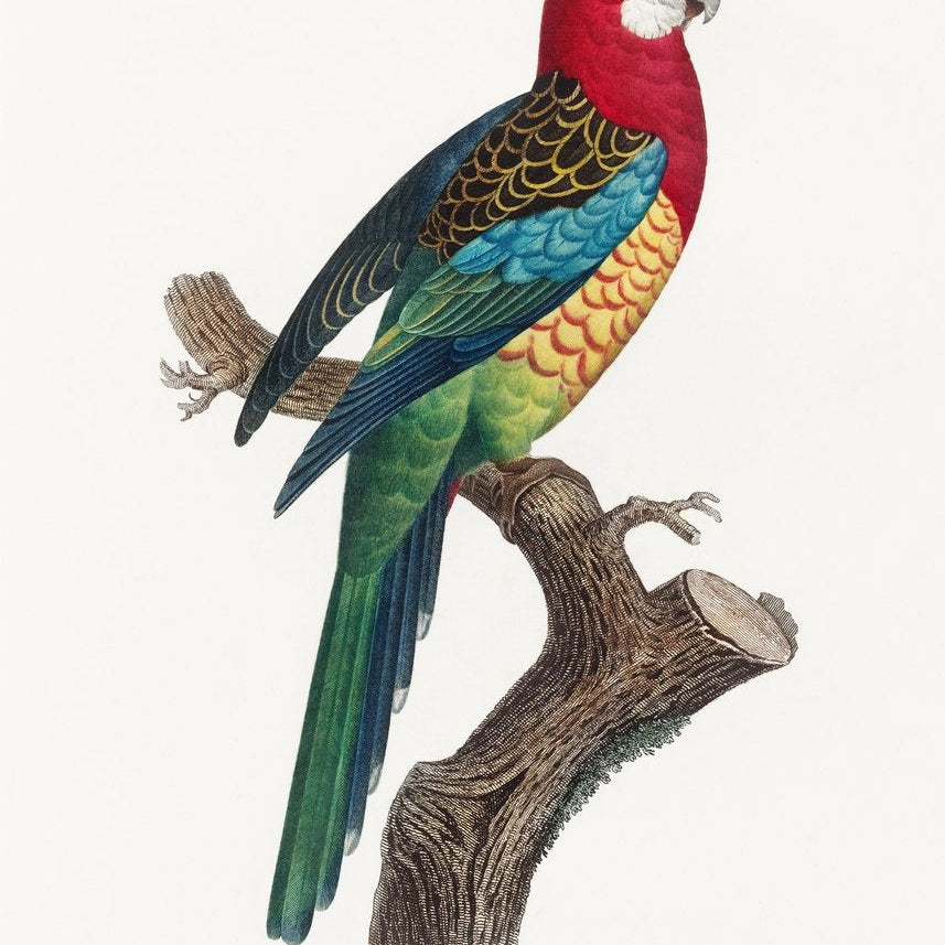 The Eastern Rosella Painting - Meri Deewar 2 : 3 Vertical Premium Wall Art Canvas by MeriDeewar