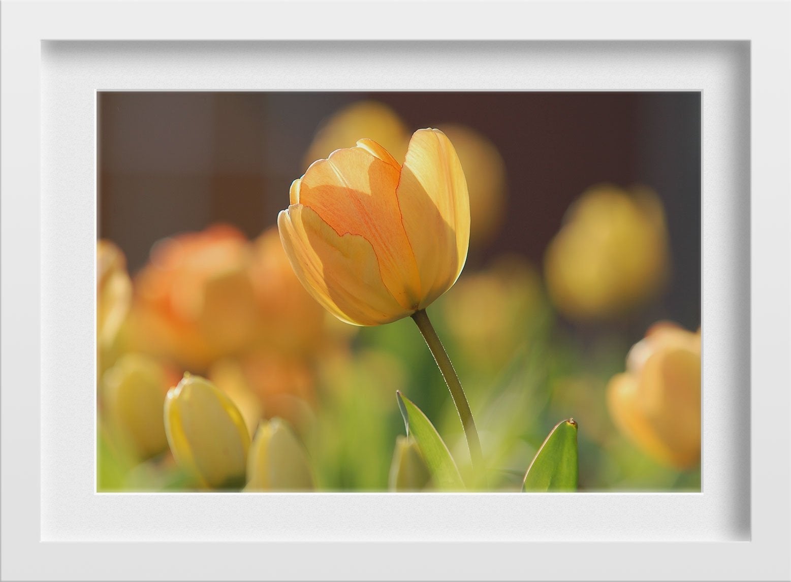 The Flower field Painting - Meri Deewar 3 : 2 Horizontal Premium Wall Art Canvas by MeriDeewar