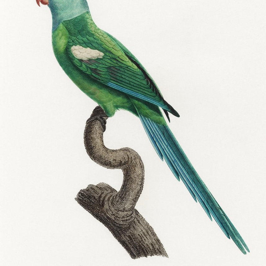 The Green-Shouldered Amazon, Amazona barbadensis from Natural History of Parrots Painting - Meri Deewar 2 : 3 Vertical Premium Wall Art Canvas by MeriDeewar