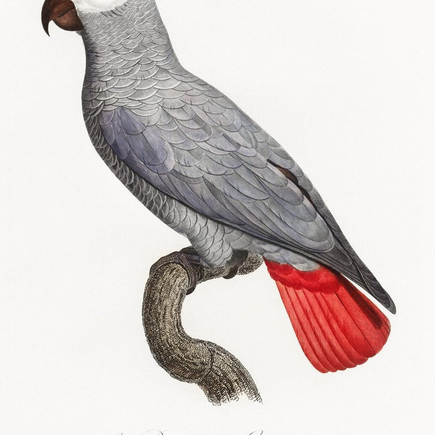 The Grey Parrot, Psittacus erithacus from Natural History of Parrots Painting - Meri Deewar 2 : 3 Vertical Premium Wall Art Canvas by MeriDeewar