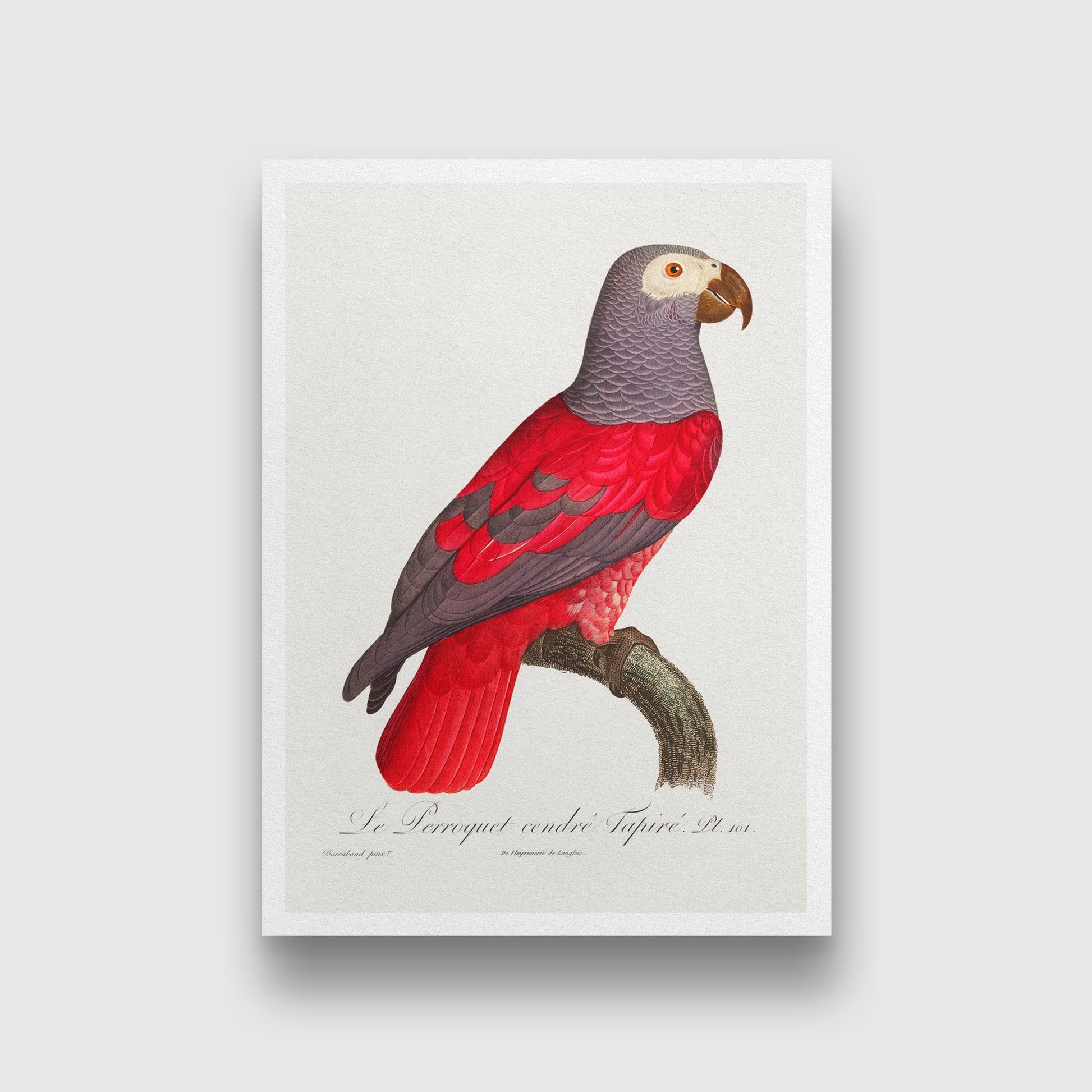 The Grey Parrot Psittacus erithacus Painting - Meri Deewar 2 : 3 Vertical Premium Wall Art Canvas by MeriDeewar