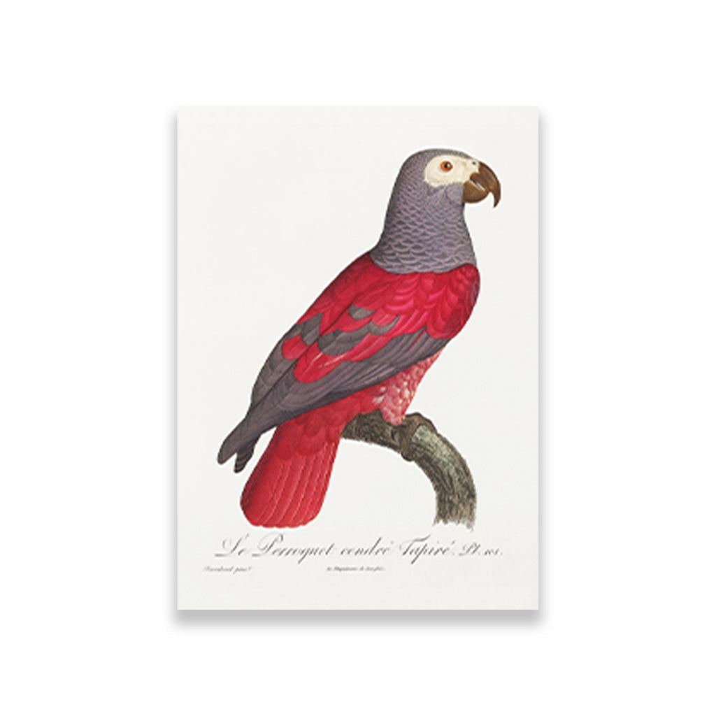 The Grey Parrot Psittacus erithacus Painting - Meri Deewar 2 : 3 Vertical Premium Wall Art Canvas by MeriDeewar