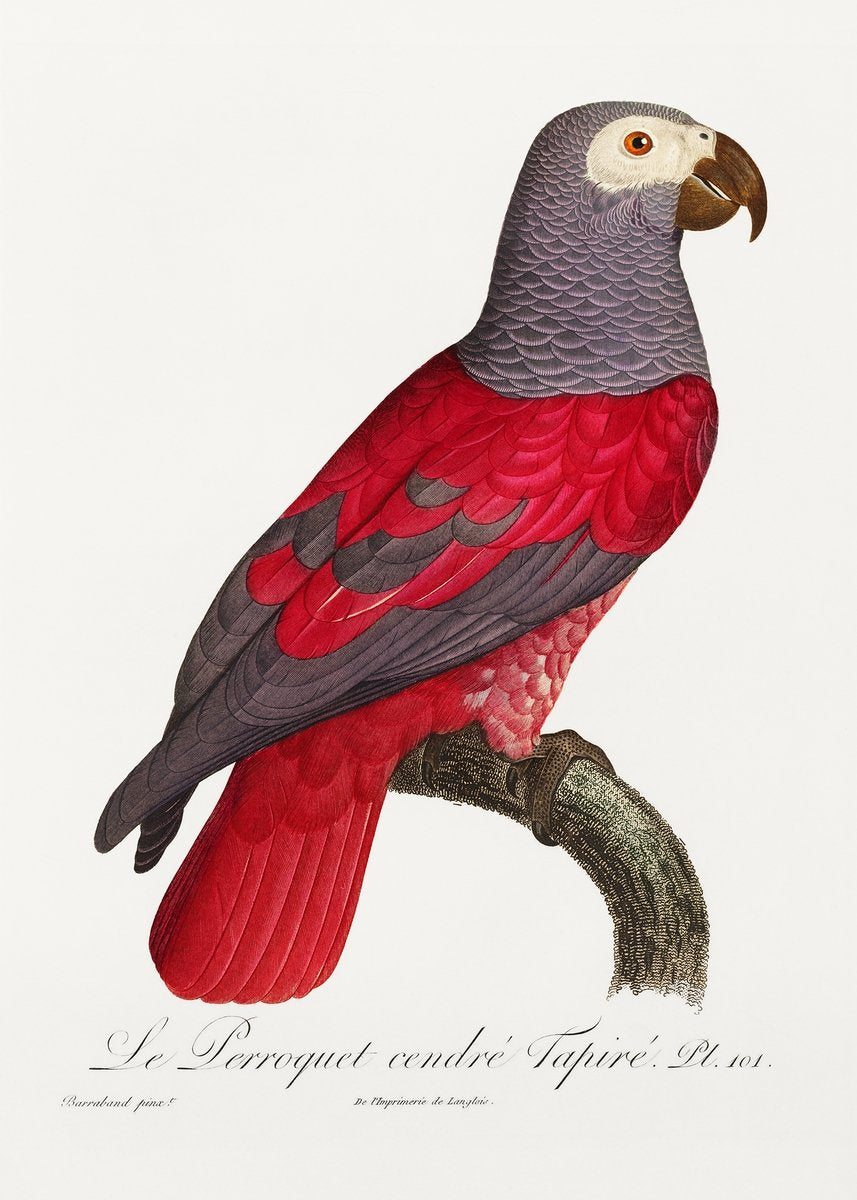 The Grey Parrot Psittacus erithacus Painting - Meri Deewar 2 : 3 Vertical Premium Wall Art Canvas by MeriDeewar