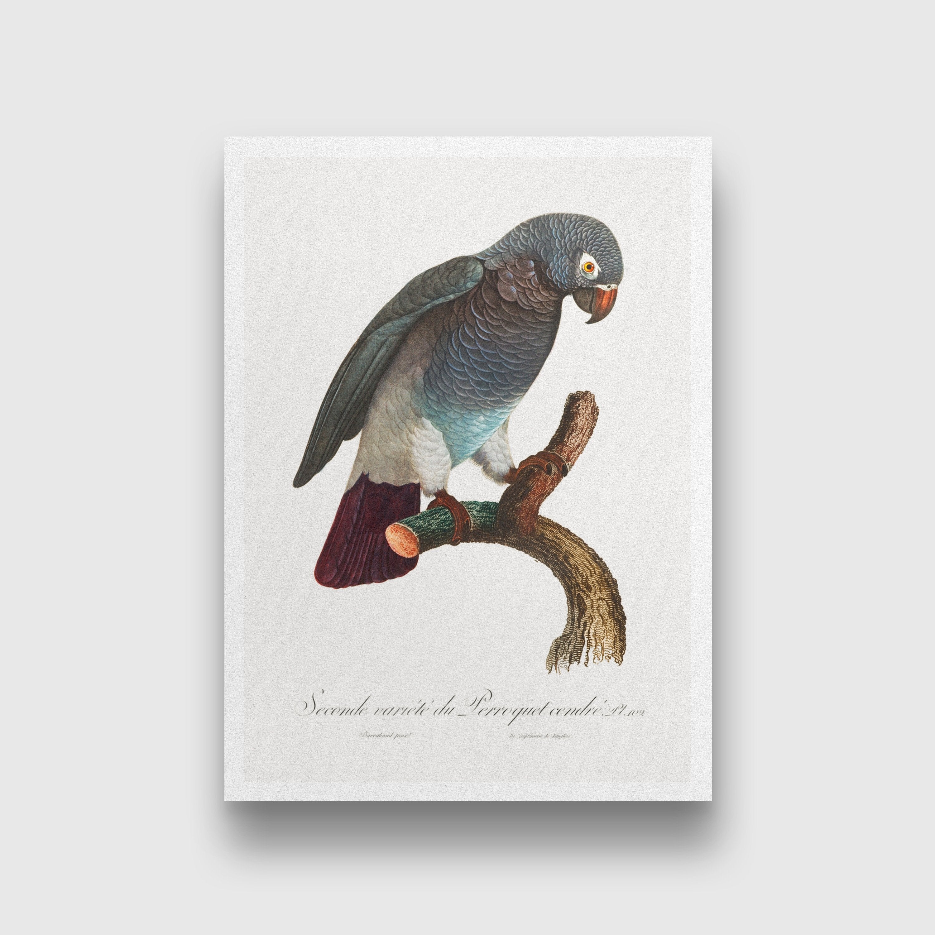 The Grey Parrot Psittacus erithacus Painting - Meri Deewar 2 : 3 Vertical Premium Wall Art Canvas by MeriDeewar