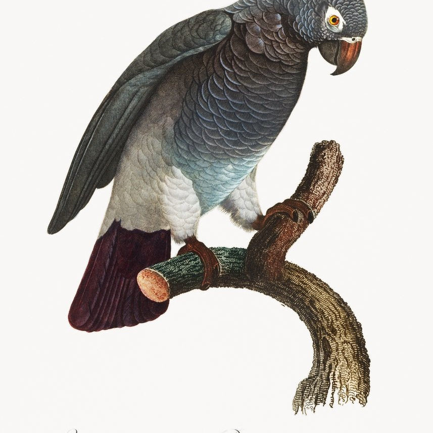 The Grey Parrot Psittacus erithacus Painting - Meri Deewar 2 : 3 Vertical Premium Wall Art Canvas by MeriDeewar