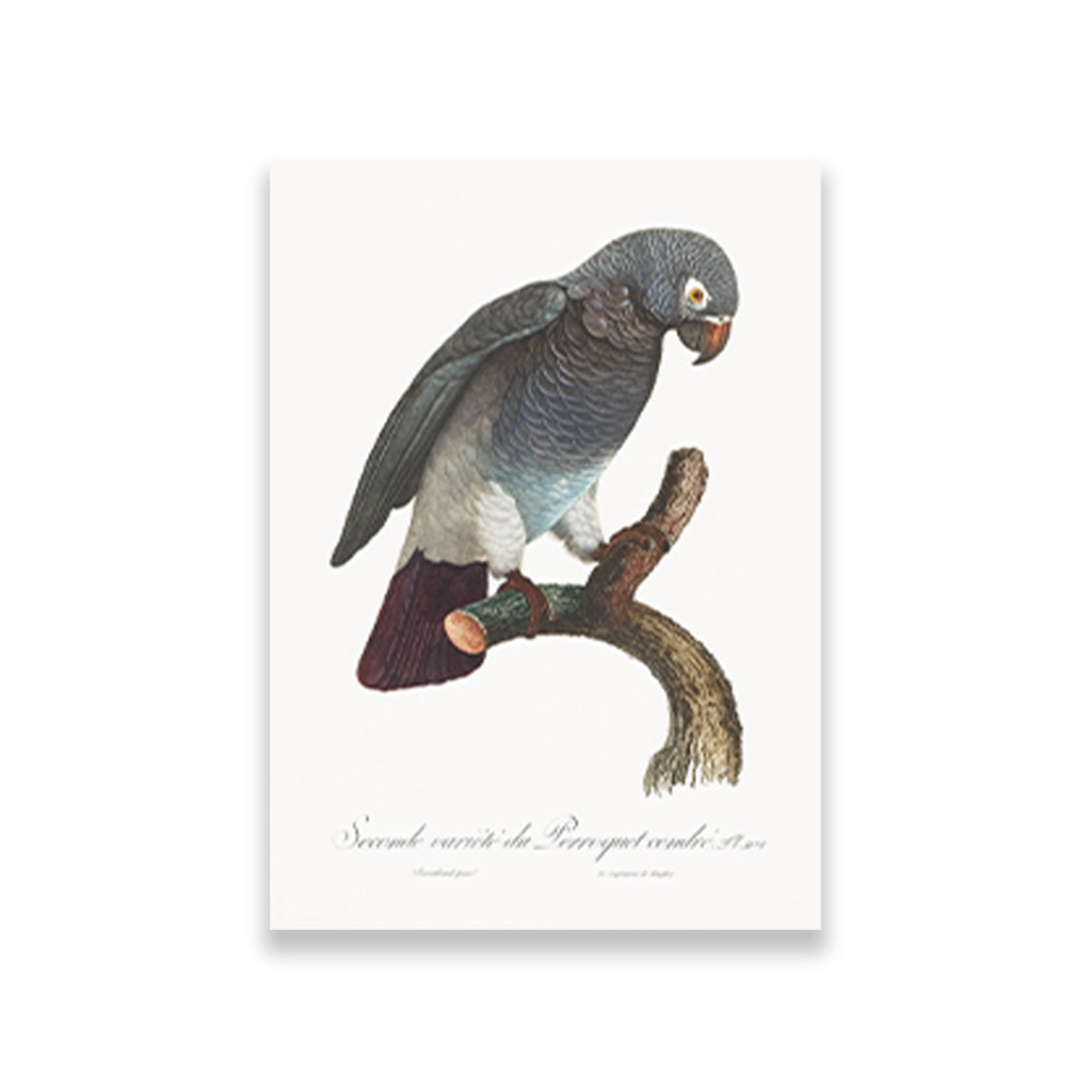 The Grey Parrot Psittacus erithacus Painting - Meri Deewar 2 : 3 Vertical Premium Wall Art Canvas by MeriDeewar