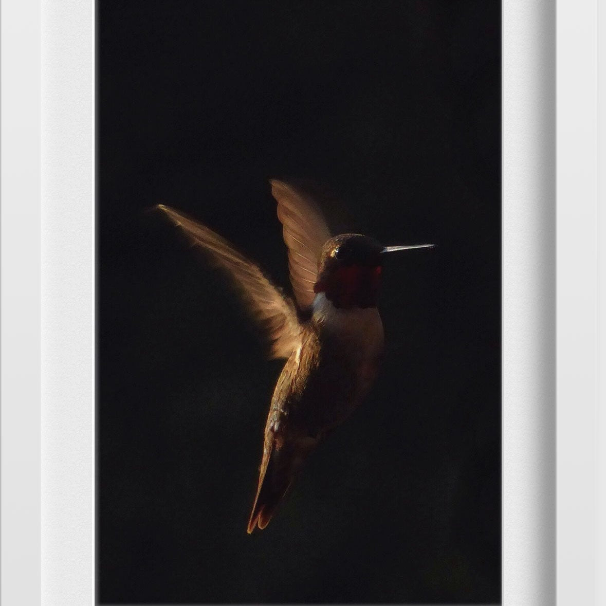 The humming bird Painting - Meri Deewar 2 : 3 Vertical Premium Wall Art Canvas by MeriDeewar