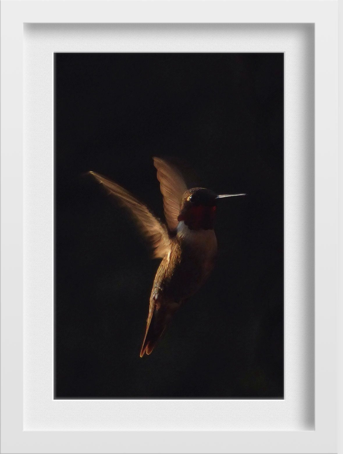 The humming bird Painting - Meri Deewar 2 : 3 Vertical Premium Wall Art Canvas by MeriDeewar