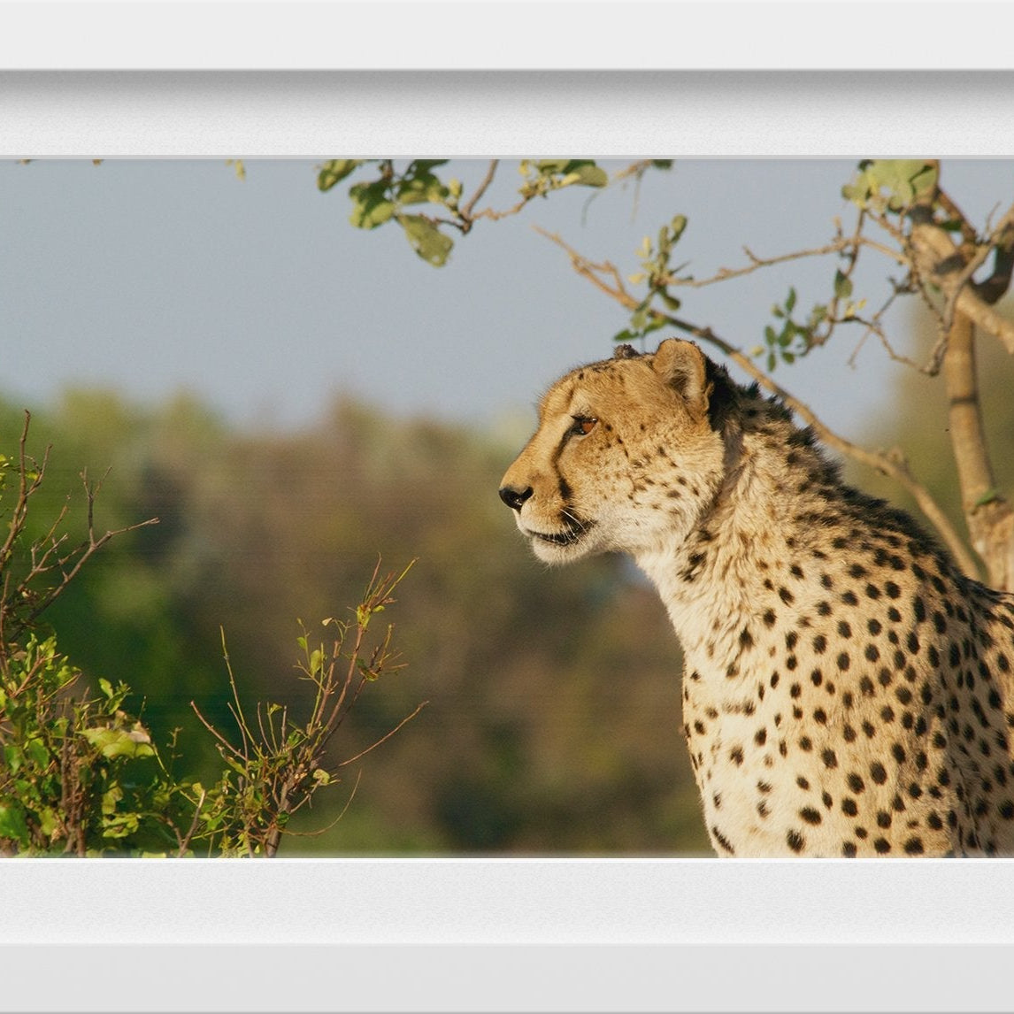 The Magnificent Cheetah Painting - Meri Deewar 3 : 2 Horizontal Premium Wall Art Canvas by MeriDeewar
