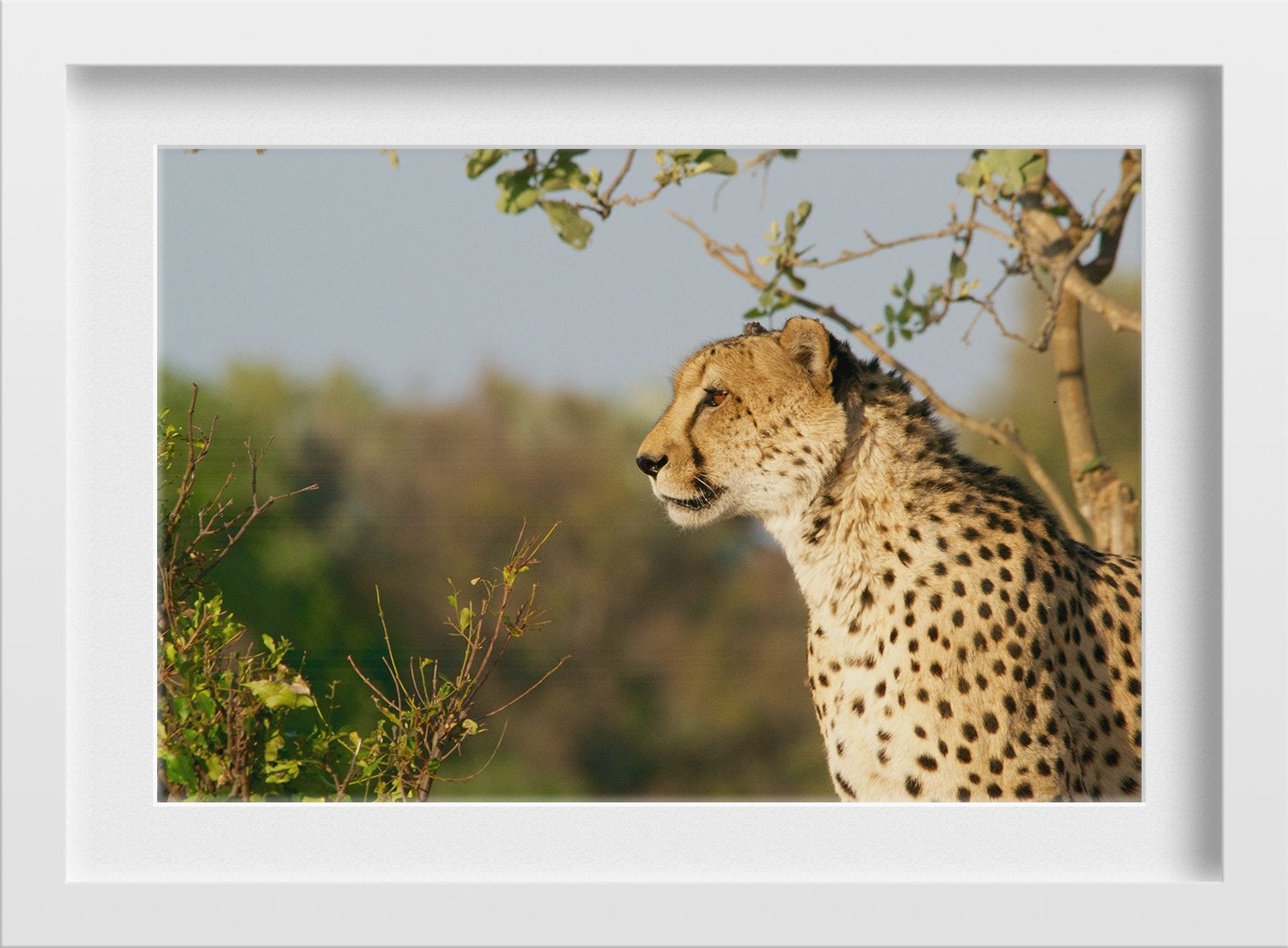 The Magnificent Cheetah Painting - Meri Deewar 3 : 2 Horizontal Premium Wall Art Canvas by MeriDeewar