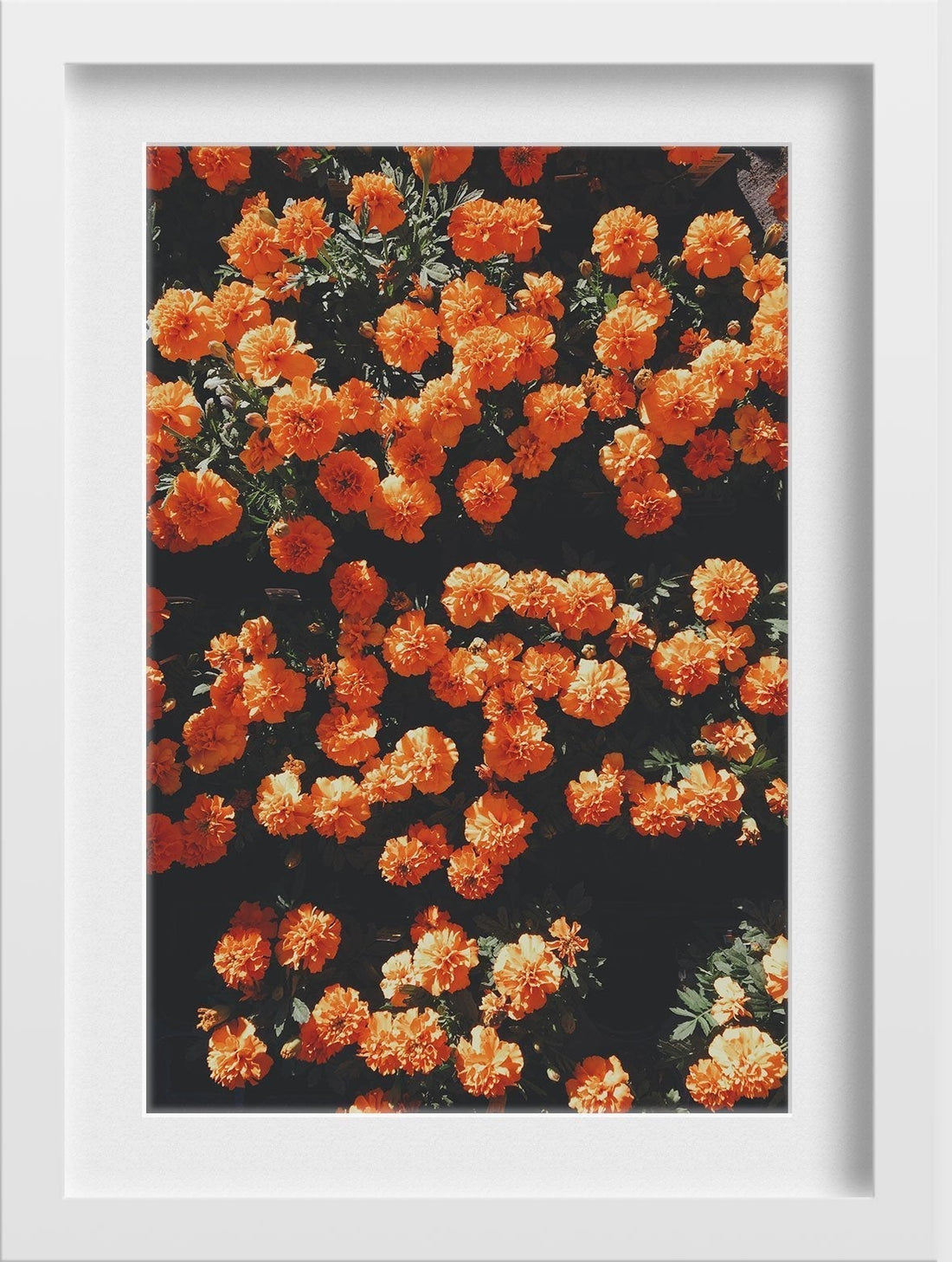 The marigold field Painting - Meri Deewar 2 : 3 Vertical Premium Wall Art Canvas by MeriDeewar