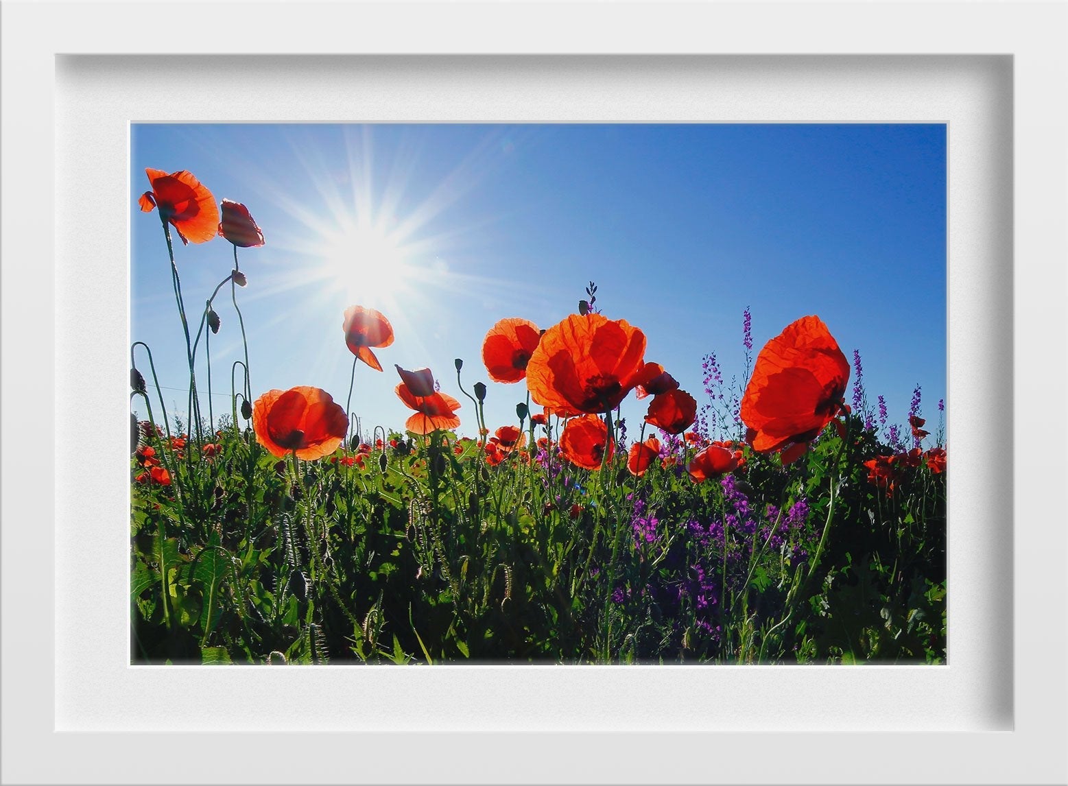 The orange flower Field Painting - Meri Deewar 3 : 2 Horizontal Premium Wall Art Canvas by MeriDeewar