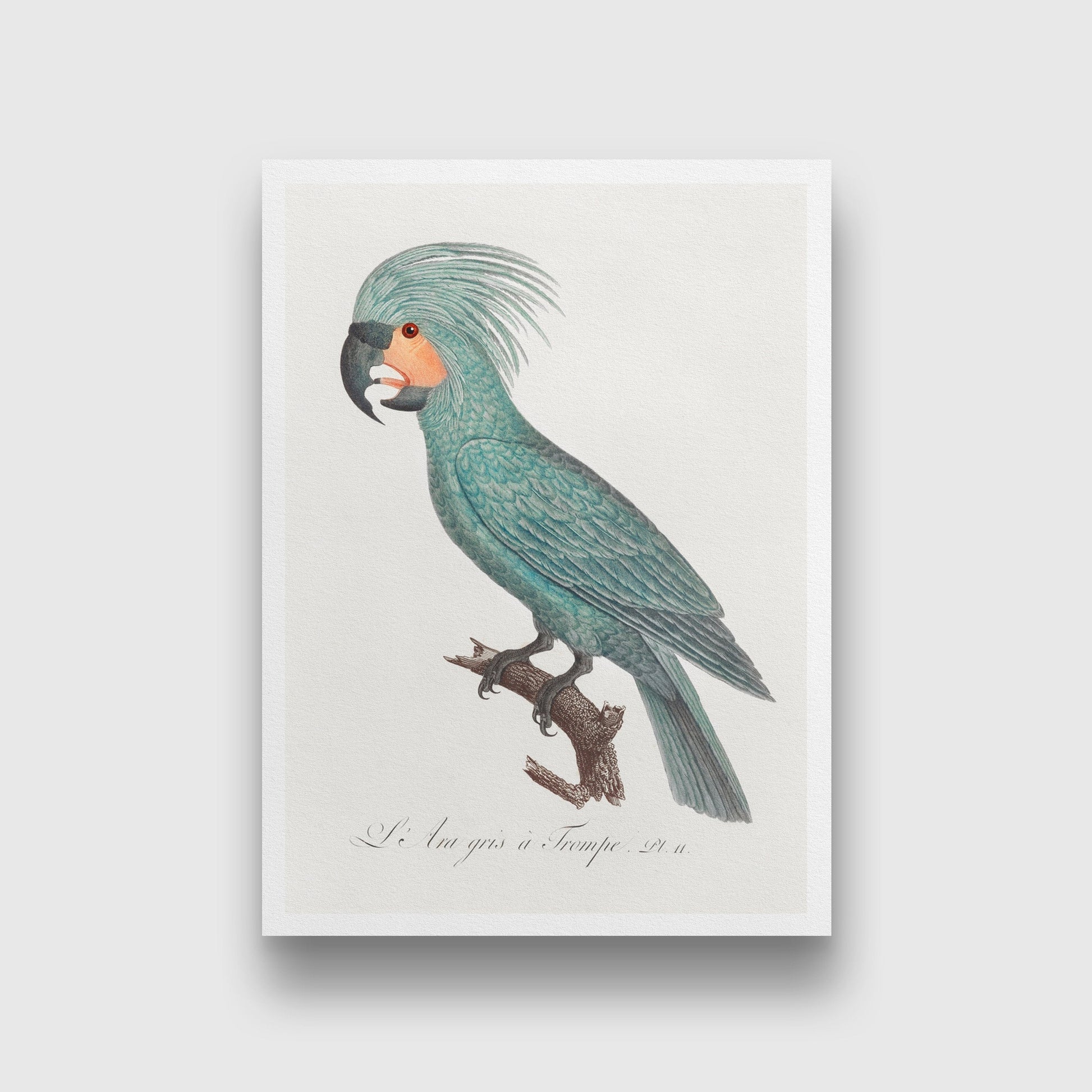 The Palm Cockatoo Painting - Meri Deewar 2 : 3 Vertical Premium Wall Art Canvas by MeriDeewar