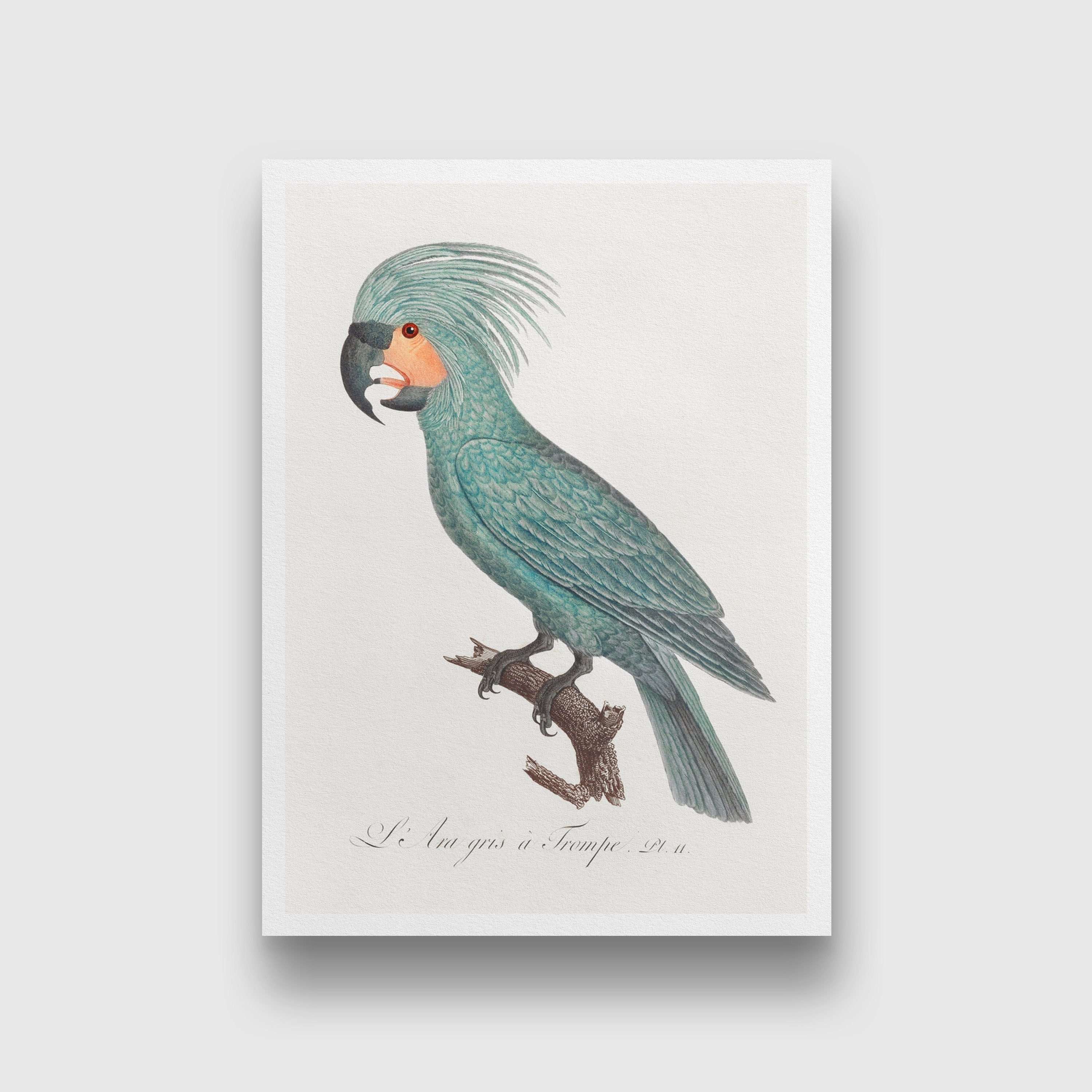 The Palm Cockatoo Painting - Meri Deewar 2 : 3 Vertical Premium Wall Art Canvas by MeriDeewar