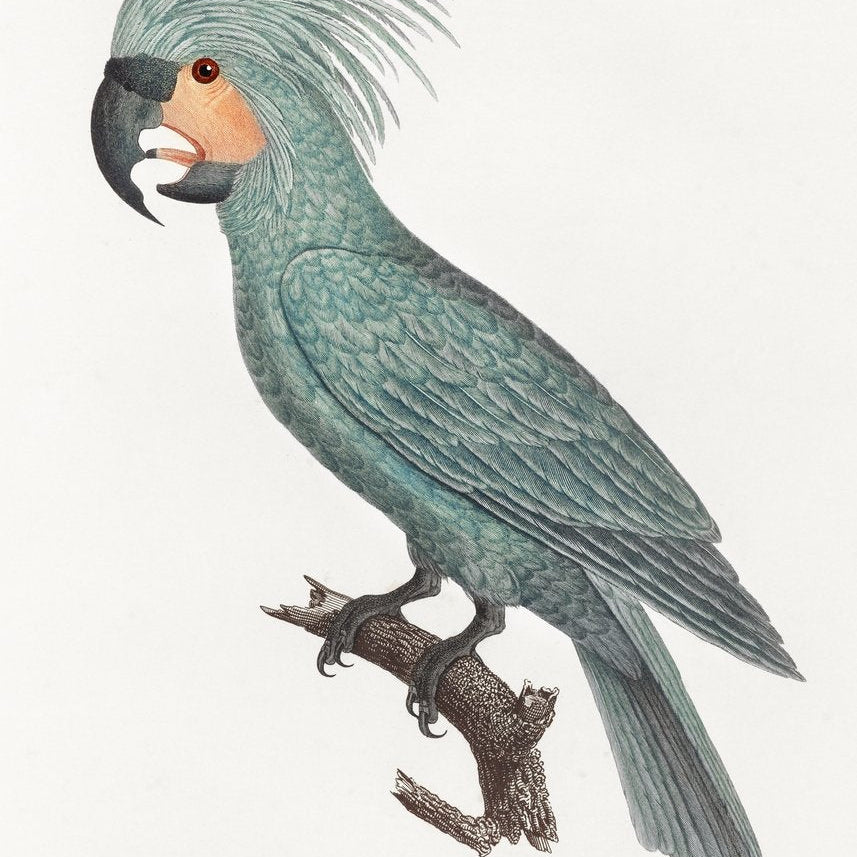 The Palm Cockatoo Painting - Meri Deewar 2 : 3 Vertical Premium Wall Art Canvas by MeriDeewar