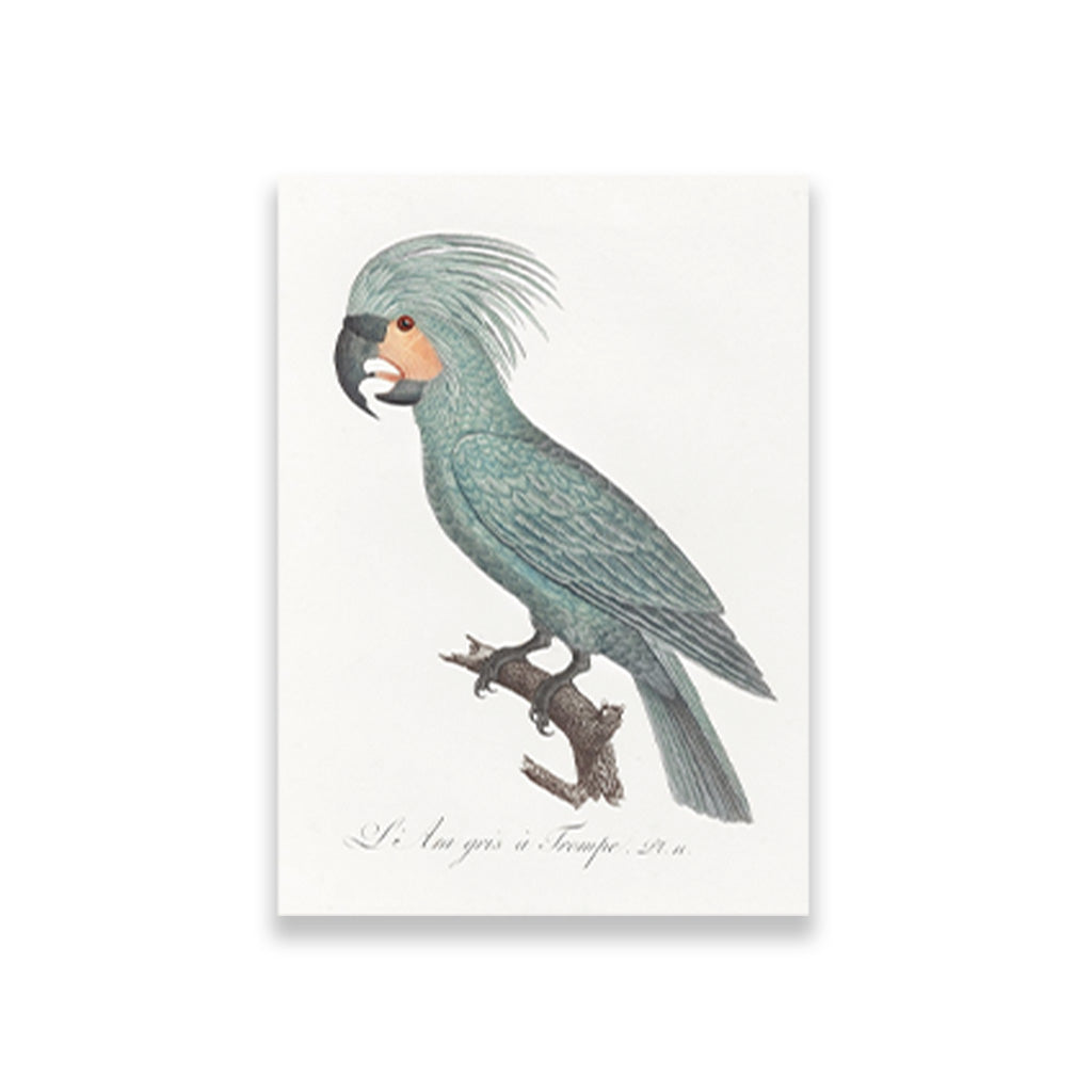 The Palm Cockatoo Painting - Meri Deewar 2 : 3 Vertical Premium Wall Art Canvas by MeriDeewar