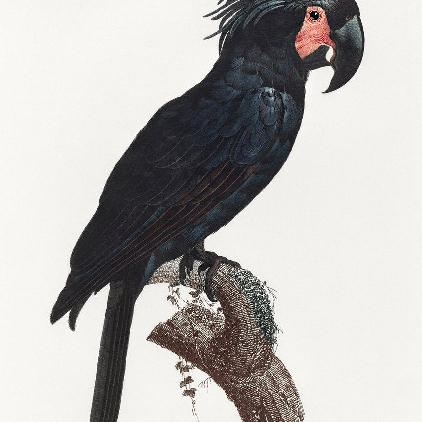 The Palm Cockatoo Probosciger aterrimus from Natural History of Parrots Painting - Meri Deewar 2 : 3 Vertical Premium Wall Art Canvas by MeriDeewar