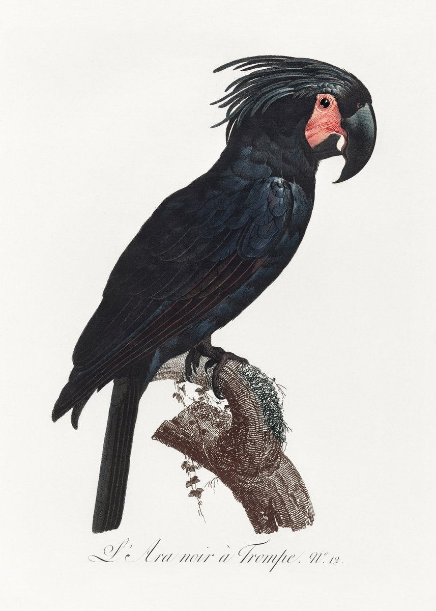 The Palm Cockatoo Probosciger aterrimus from Natural History of Parrots Painting - Meri Deewar 2 : 3 Vertical Premium Wall Art Canvas by MeriDeewar