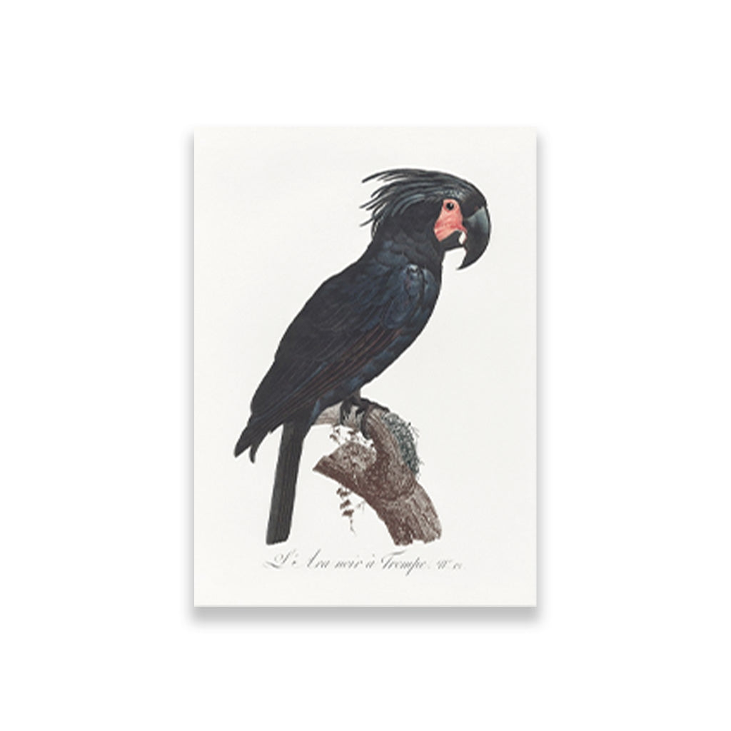 The Palm Cockatoo Probosciger aterrimus from Natural History of Parrots Painting - Meri Deewar 2 : 3 Vertical Premium Wall Art Canvas by MeriDeewar