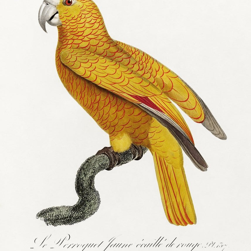 The Parrot of Paradise of Cuba Psittacus paradisi Painting - Meri Deewar 2 : 3 Vertical Premium Wall Art Canvas by MeriDeewar