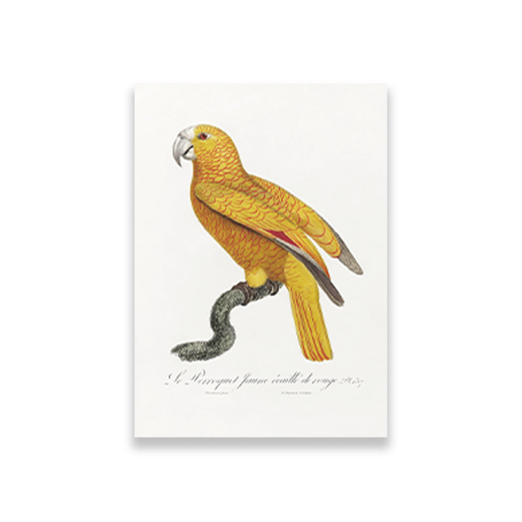 The Parrot of Paradise of Cuba Psittacus paradisi Painting - Meri Deewar 2 : 3 Vertical Premium Wall Art Canvas by MeriDeewar