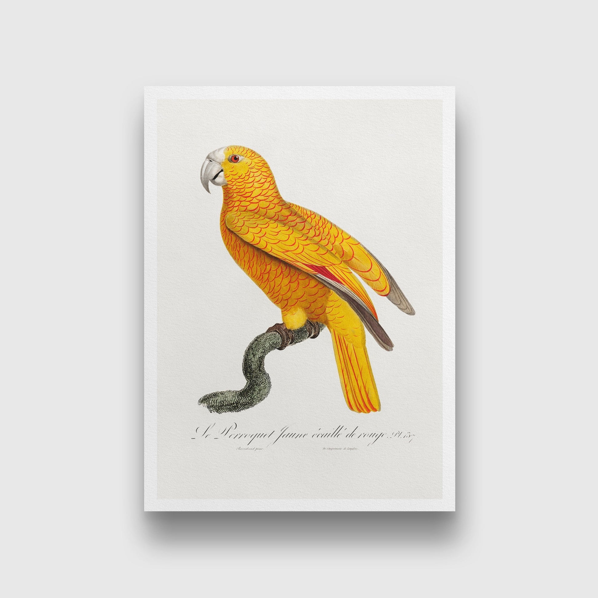 The Parrot of Paradise of Cuba Psittacus paradisi Painting - Meri Deewar 2 : 3 Vertical Premium Wall Art Canvas by MeriDeewar