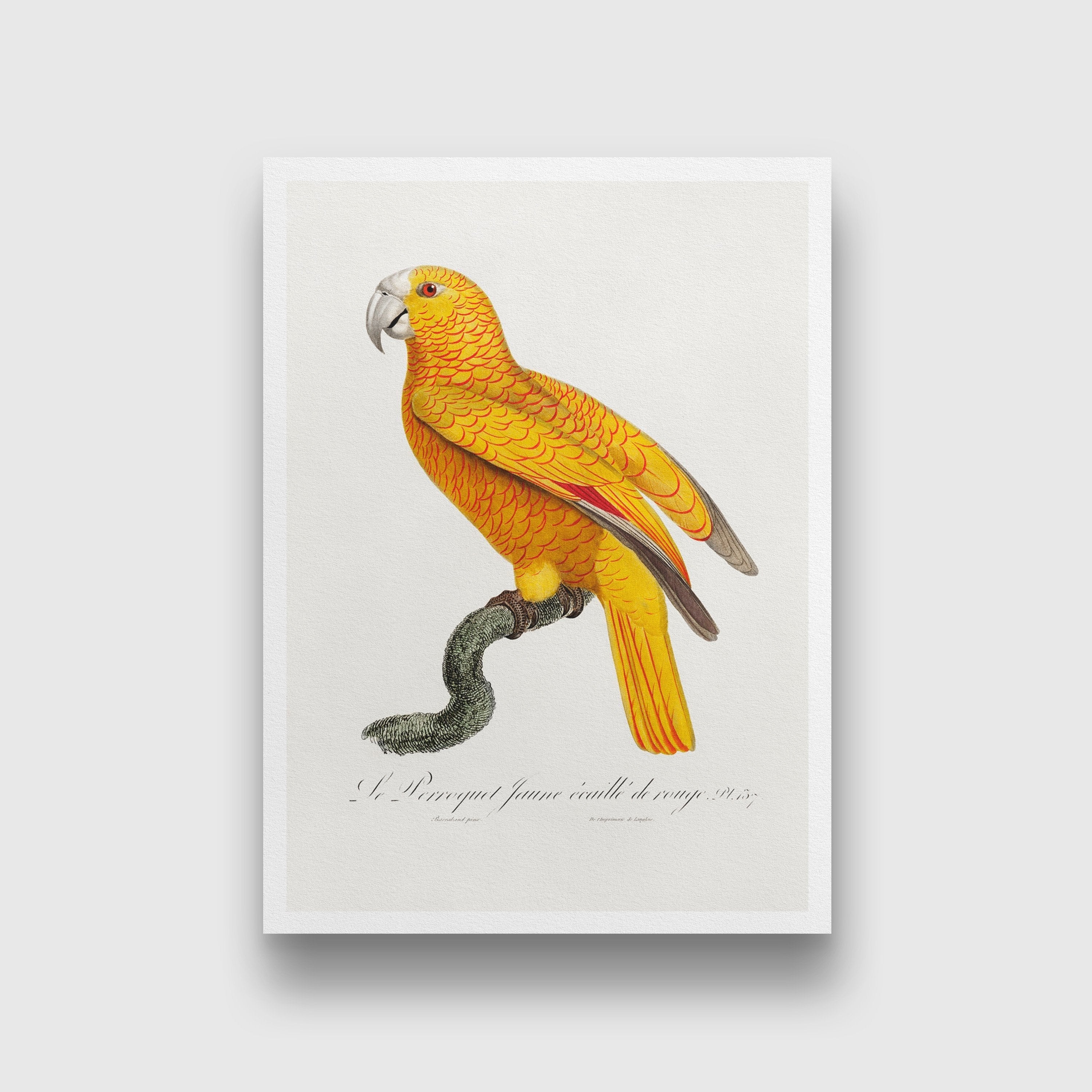 The Parrot of Paradise of Cuba Psittacus paradisi Painting - Meri Deewar 2 : 3 Vertical Premium Wall Art Canvas by MeriDeewar
