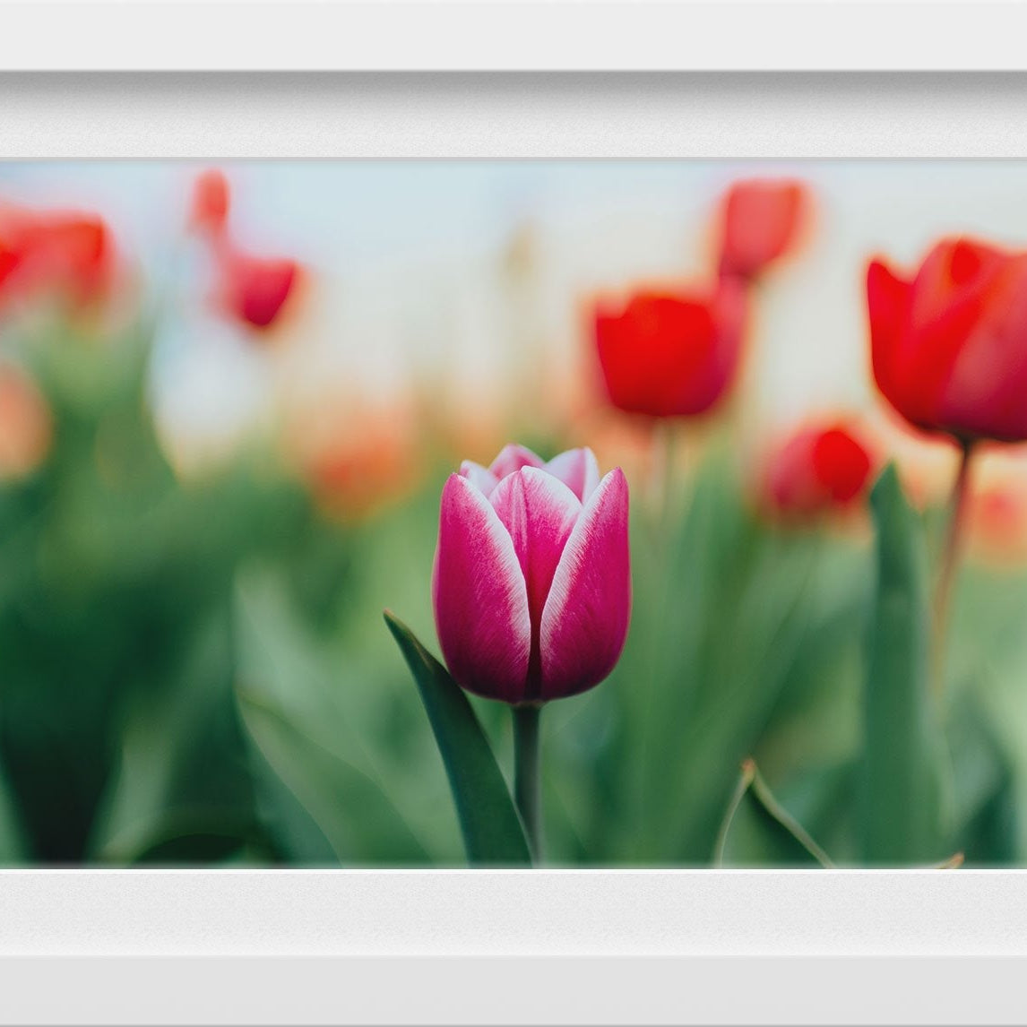 The Pink Lily Painting - Meri Deewar 3 : 2 Horizontal Premium Wall Art Canvas by MeriDeewar