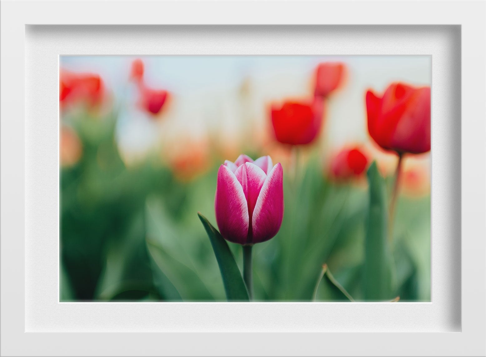 The Pink Lily Painting - Meri Deewar 3 : 2 Horizontal Premium Wall Art Canvas by MeriDeewar