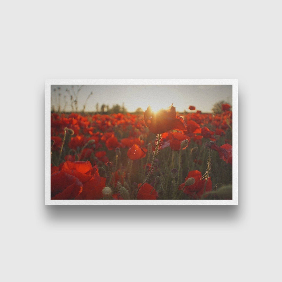 The Red Rose Field Painting - Meri Deewar 3 : 2 Horizontal Premium Wall Art Canvas by MeriDeewar