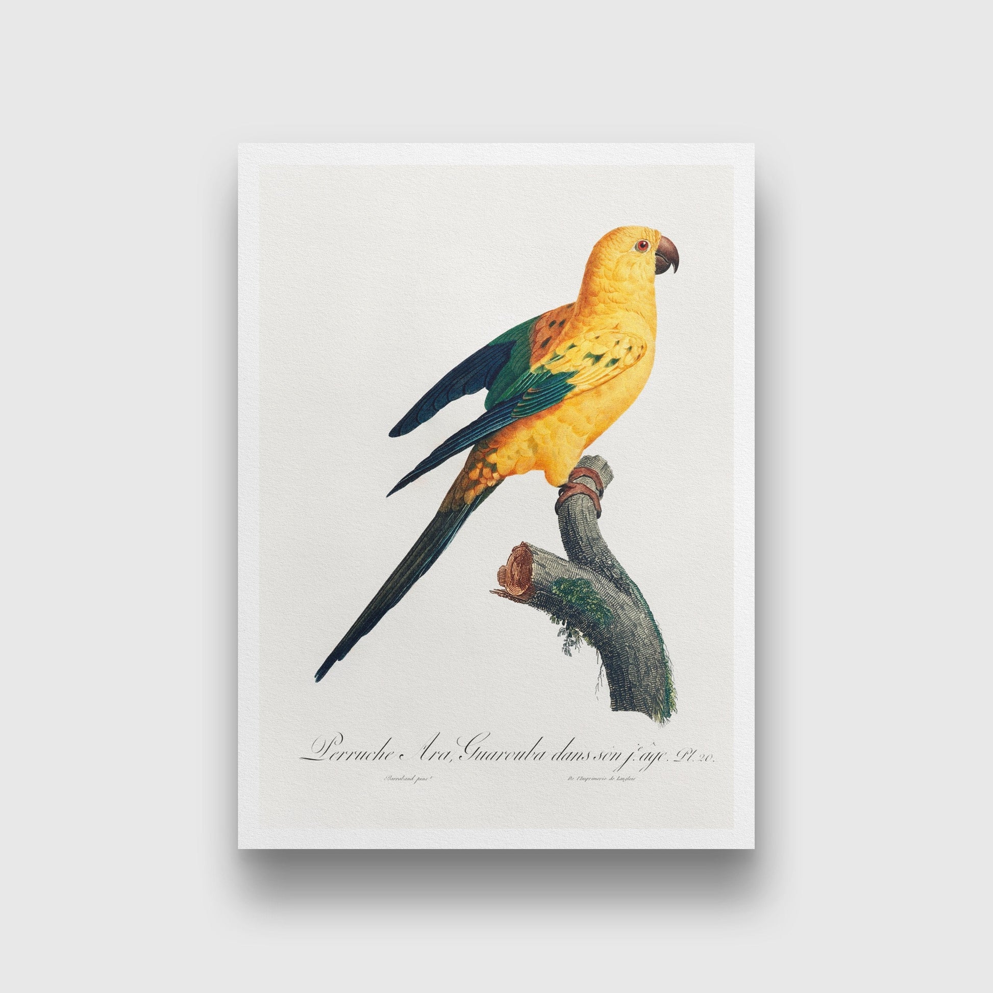 The Sun Parakeet, Aratinga solstitialis from Natural History of Parrots Painting - Meri Deewar 2 : 3 Vertical Premium Wall Art Canvas by MeriDeewar