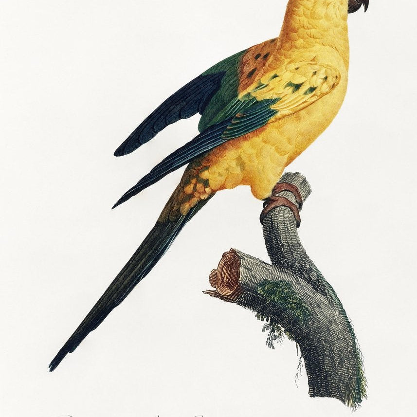 The Sun Parakeet, Aratinga solstitialis from Natural History of Parrots Painting - Meri Deewar 2 : 3 Vertical Premium Wall Art Canvas by MeriDeewar