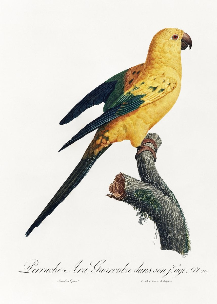 The Sun Parakeet, Aratinga solstitialis from Natural History of Parrots Painting - Meri Deewar 2 : 3 Vertical Premium Wall Art Canvas by MeriDeewar