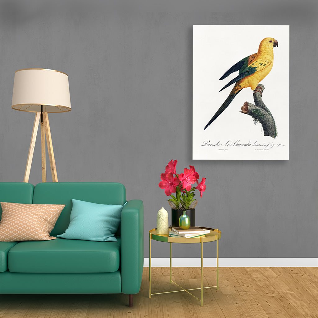The Sun Parakeet, Aratinga solstitialis from Natural History of Parrots Painting - Meri Deewar 2 : 3 Vertical Premium Wall Art Canvas by MeriDeewar
