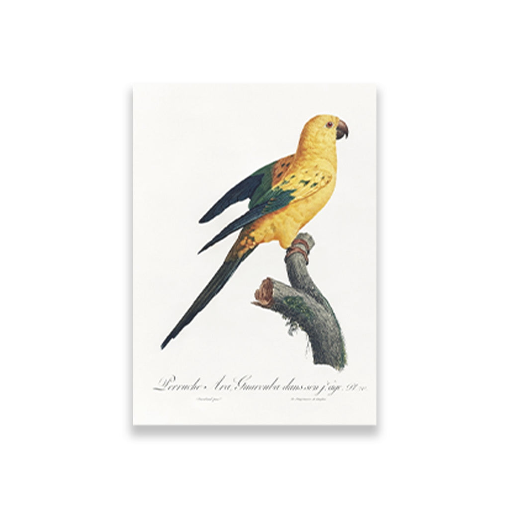 The Sun Parakeet, Aratinga solstitialis from Natural History of Parrots Painting - Meri Deewar 2 : 3 Vertical Premium Wall Art Canvas by MeriDeewar